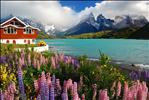 Lupines and Cuernos del Paine